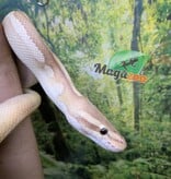 Magazoo Python royal Banana Phantom Pastel Vanilla Mâle 2022 / Adoption 2ième chance