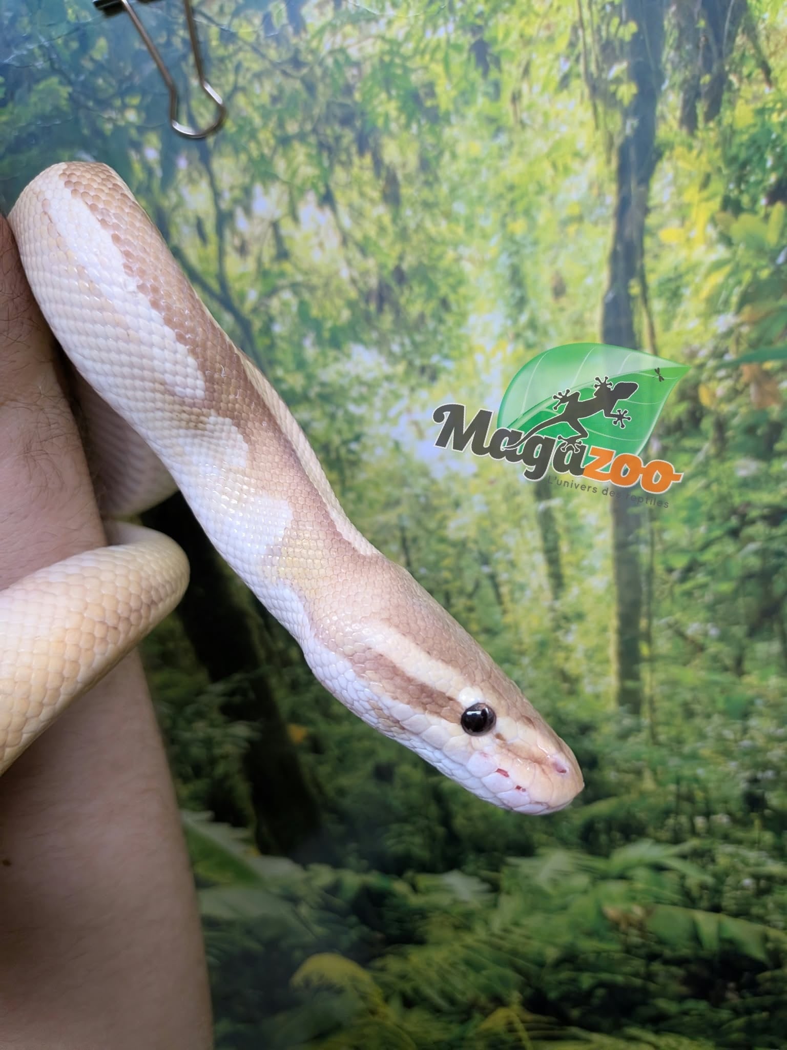 Magazoo Python royal Banana Phantom Pastel Vanilla Mâle 2022 / Adoption 2ième chance