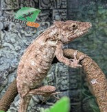 Magazoo Cuban false chameleon/Western bearded anole / Anolis barbatus #1