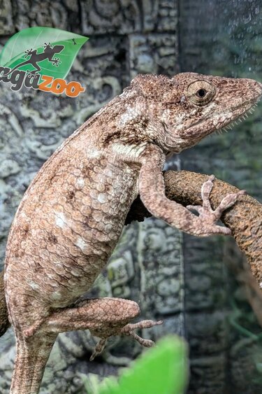 Magazoo Cuban false chameleon/Western bearded anole / Anolis barbatus #1