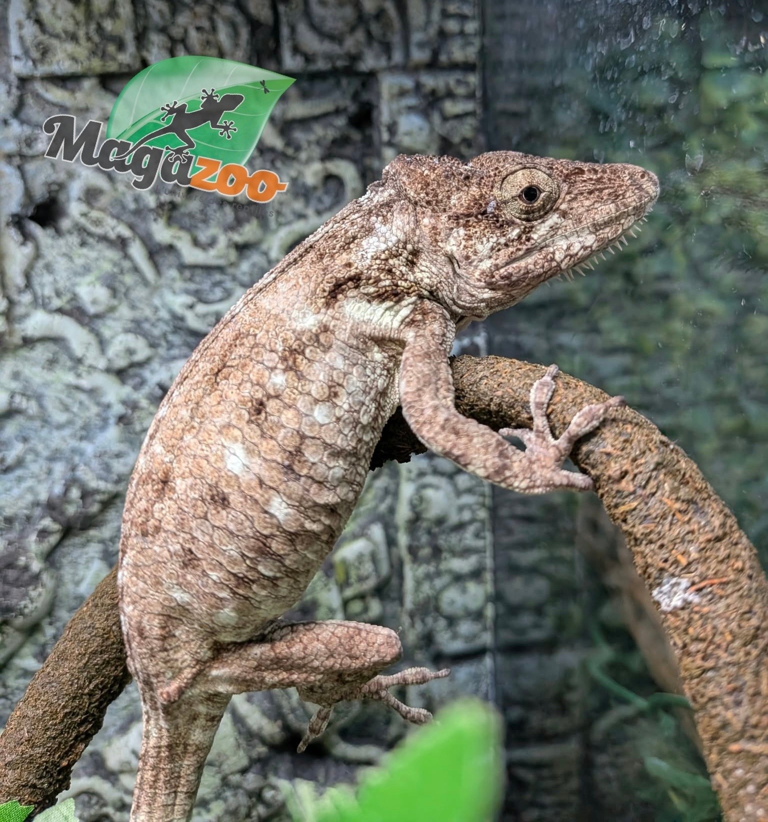 Magazoo Cuban false chameleon/Western bearded anole / Anolis barbatus #1
