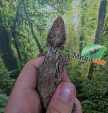 Magazoo Cuban false chameleon/Western bearded anole / Anolis barbatus #1
