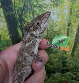 Magazoo Cuban false chameleon/Western bearded anole / Anolis barbatus #1