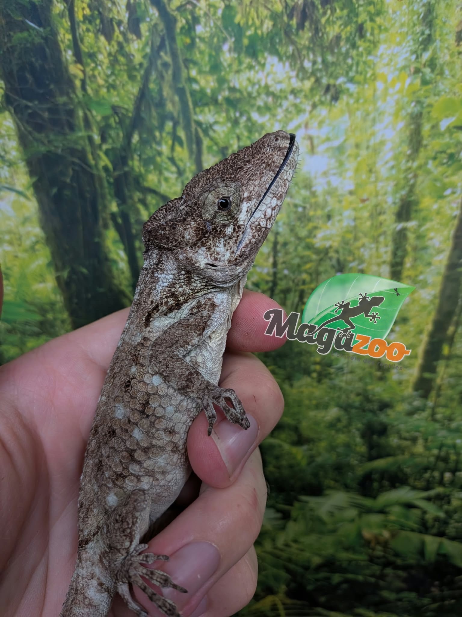 Magazoo Faux caméléon de Cuba/ Anolis barbatus #1