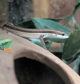 Magazoo Baby Long tailed grass lizard CCB