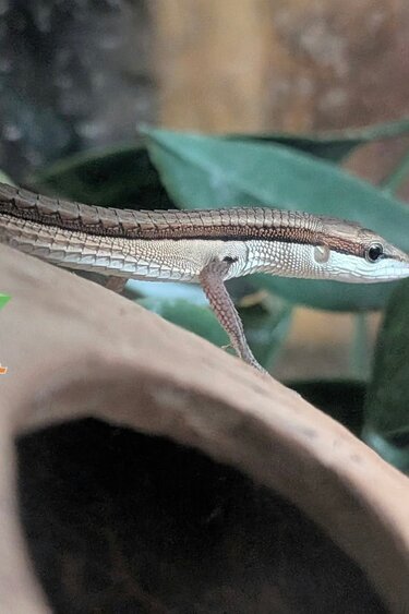 Magazoo Baby Long tailed grass lizard CCB