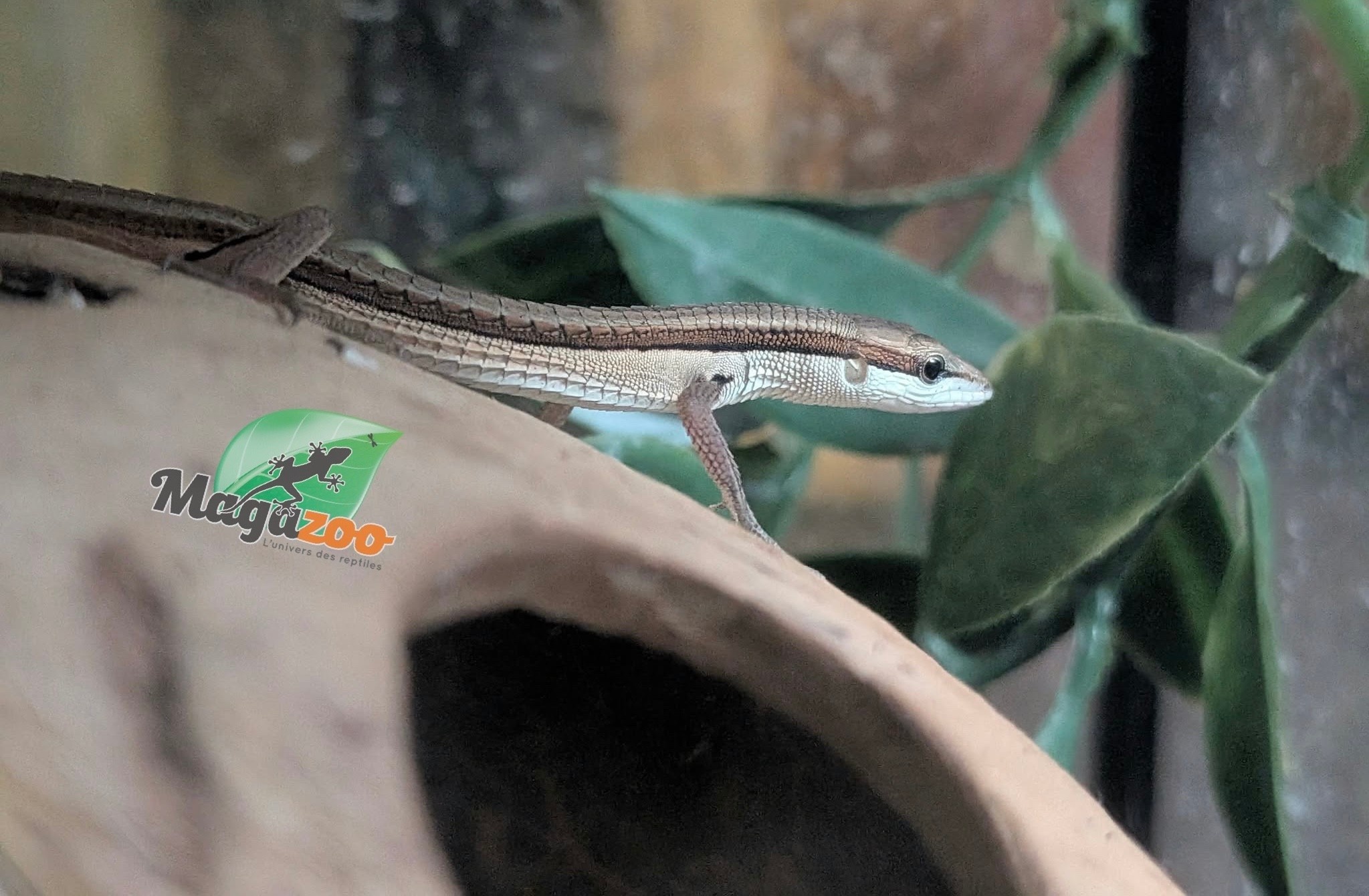 Magazoo Baby Long tailed grass lizard CCB