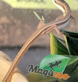 Magazoo Baby Long tailed grass lizard CCB