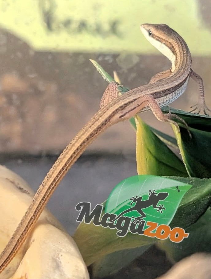 Magazoo Baby Long tailed grass lizard CCB