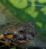 Magazoo Oriental Fire-bellied Toad