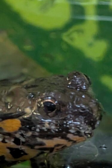 Magazoo Oriental Fire-bellied Toad