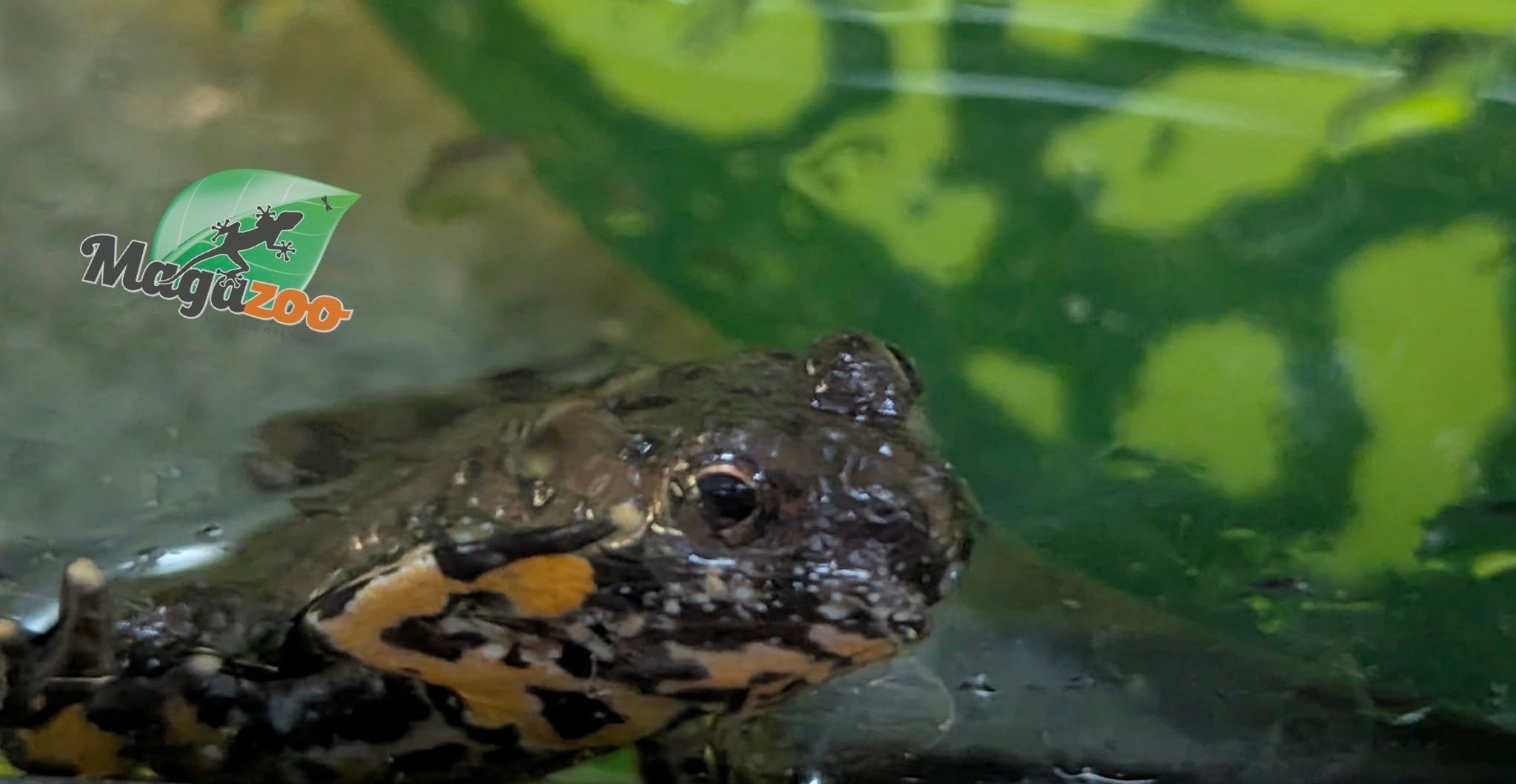 Magazoo Oriental Fire-bellied Toad