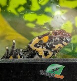 Magazoo Oriental Fire-bellied Toad