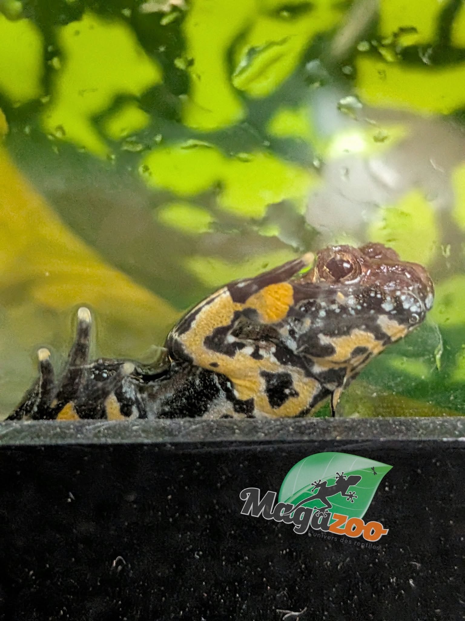Magazoo Crapaud sonneur orientale bébé  (Grenouille a ventre de feu)