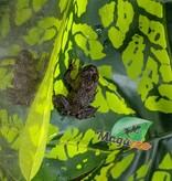 Magazoo Oriental Fire-bellied Toad