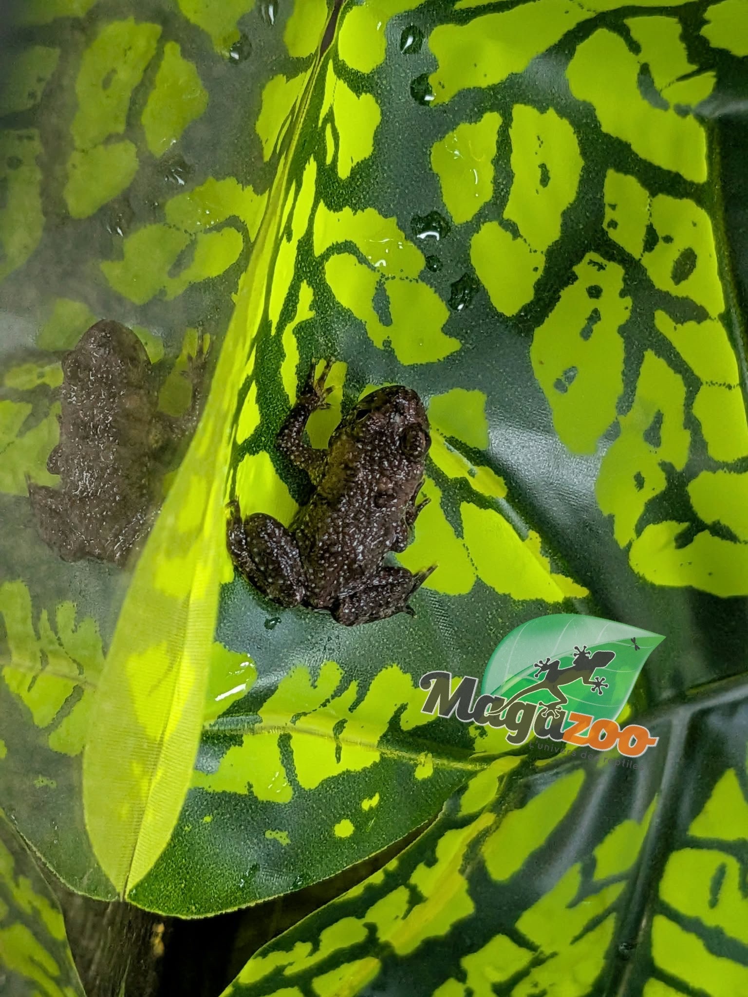 Magazoo Oriental Fire-bellied Toad