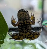 Magazoo Oriental Fire-bellied Toad