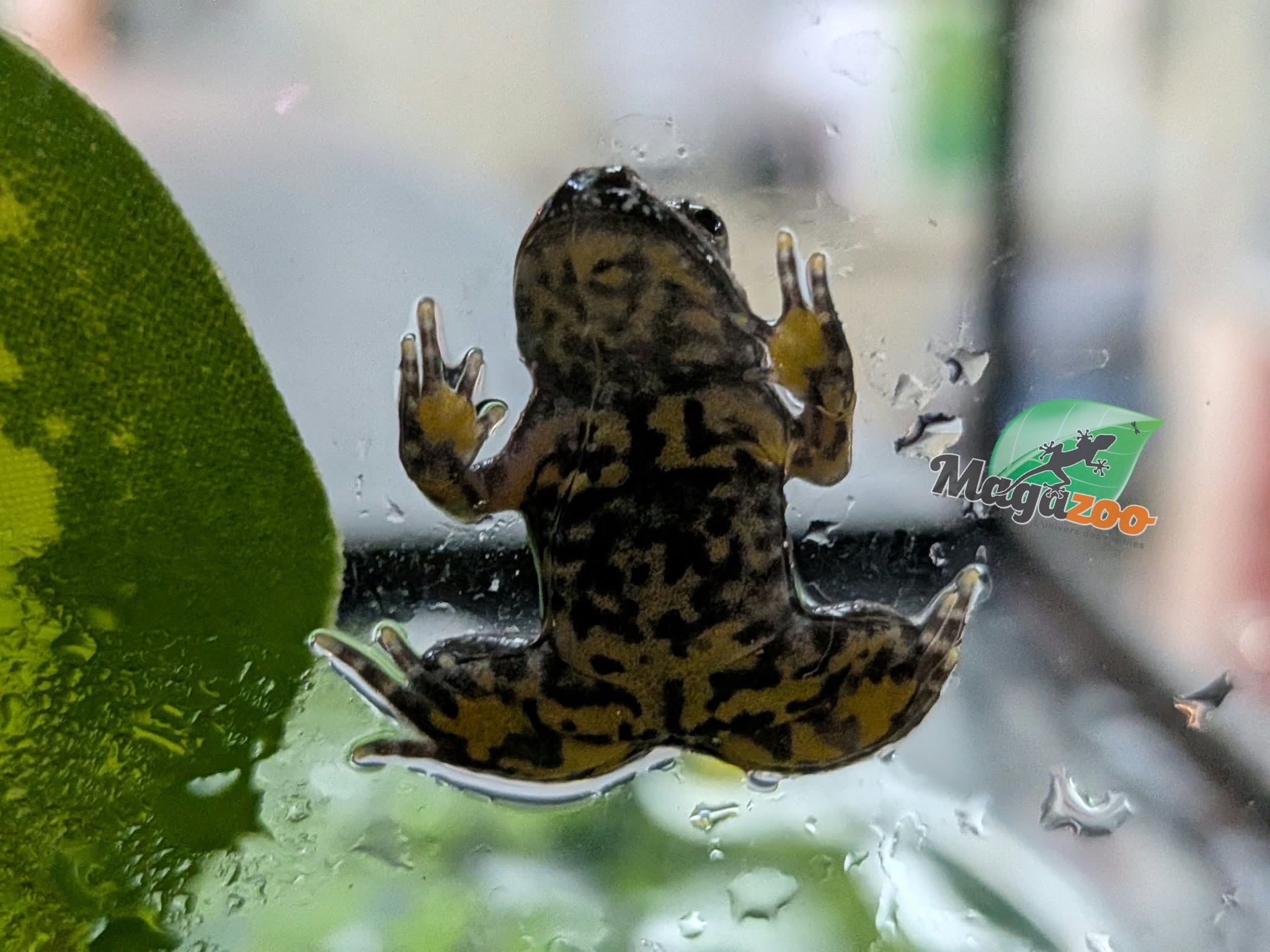 Magazoo Crapaud sonneur orientale bébé  (Grenouille a ventre de feu)
