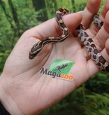 Magazoo Serpent des blés Régulier (Double Het. Amel Anery) Bébé #7 (23/08/2026)