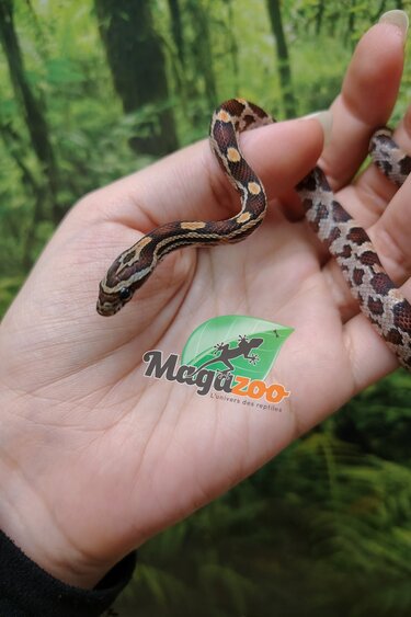 Magazoo Baby Regular (Double Het. Amel Anery) Corn Snake #7 (08/23/2026)