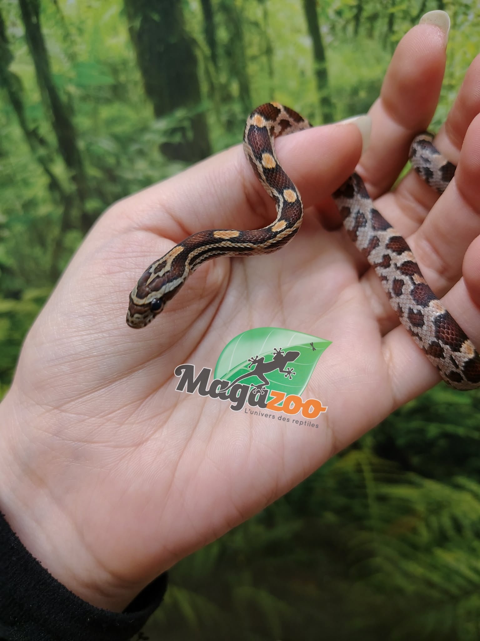 Magazoo Baby Regular (Double Het. Amel Anery) Corn Snake #7 (08/23/2026)