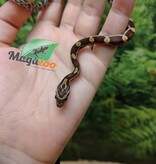 Magazoo Baby Regular (Double Het. Amel Anery) Corn Snake #7 (08/23/2026)
