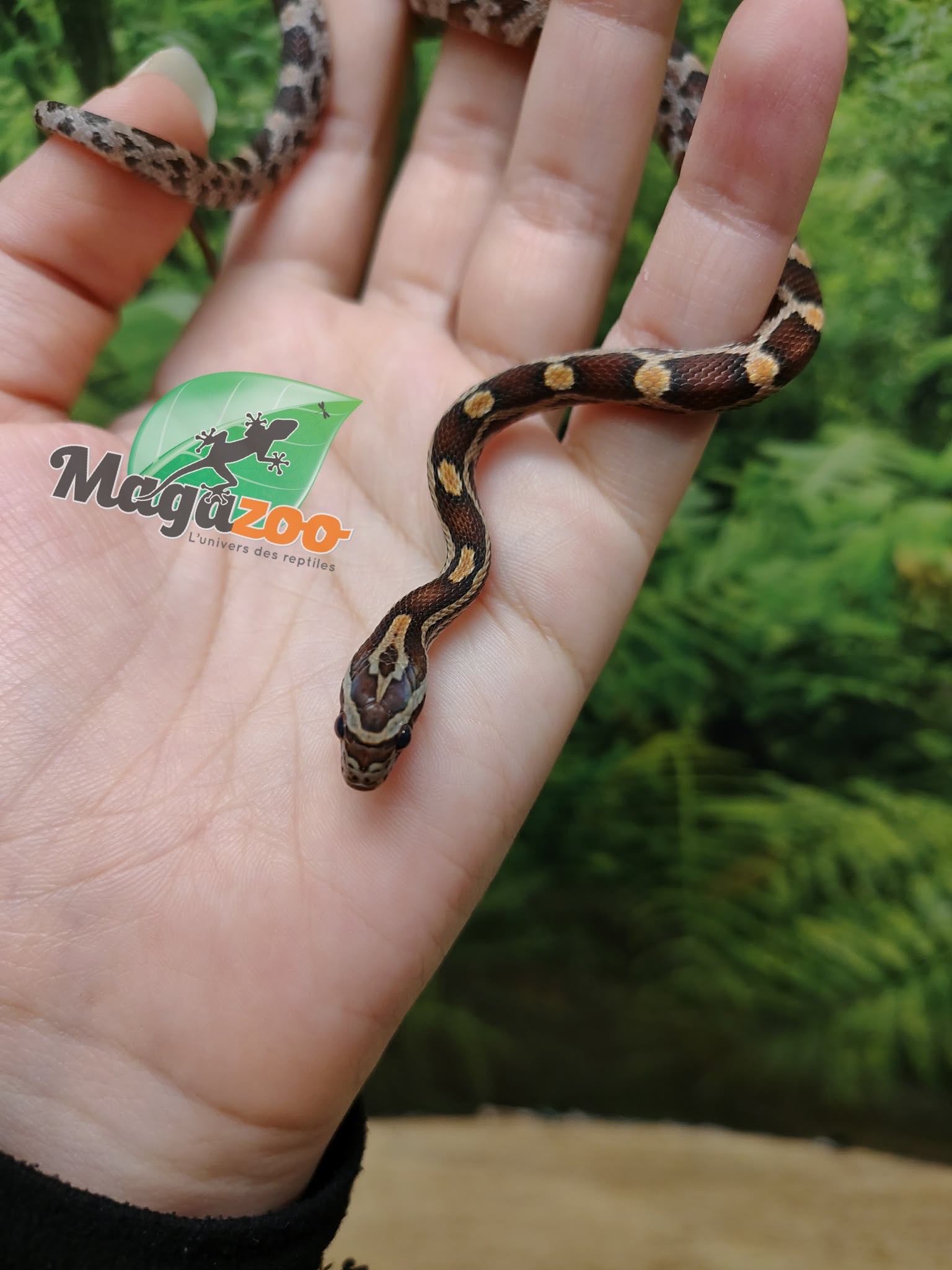 Magazoo Baby Regular (Double Het. Amel Anery) Corn Snake #7 (08/23/2026)