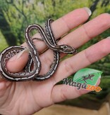 Magazoo Serpent des blés Tessera Anery (Het. Amel) Bébé #3 Mâle (23/08/2026)