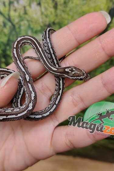 Magazoo Serpent des blés Tessera Anery (Het. Amel) Bébé #3 Mâle (23/08/2026)