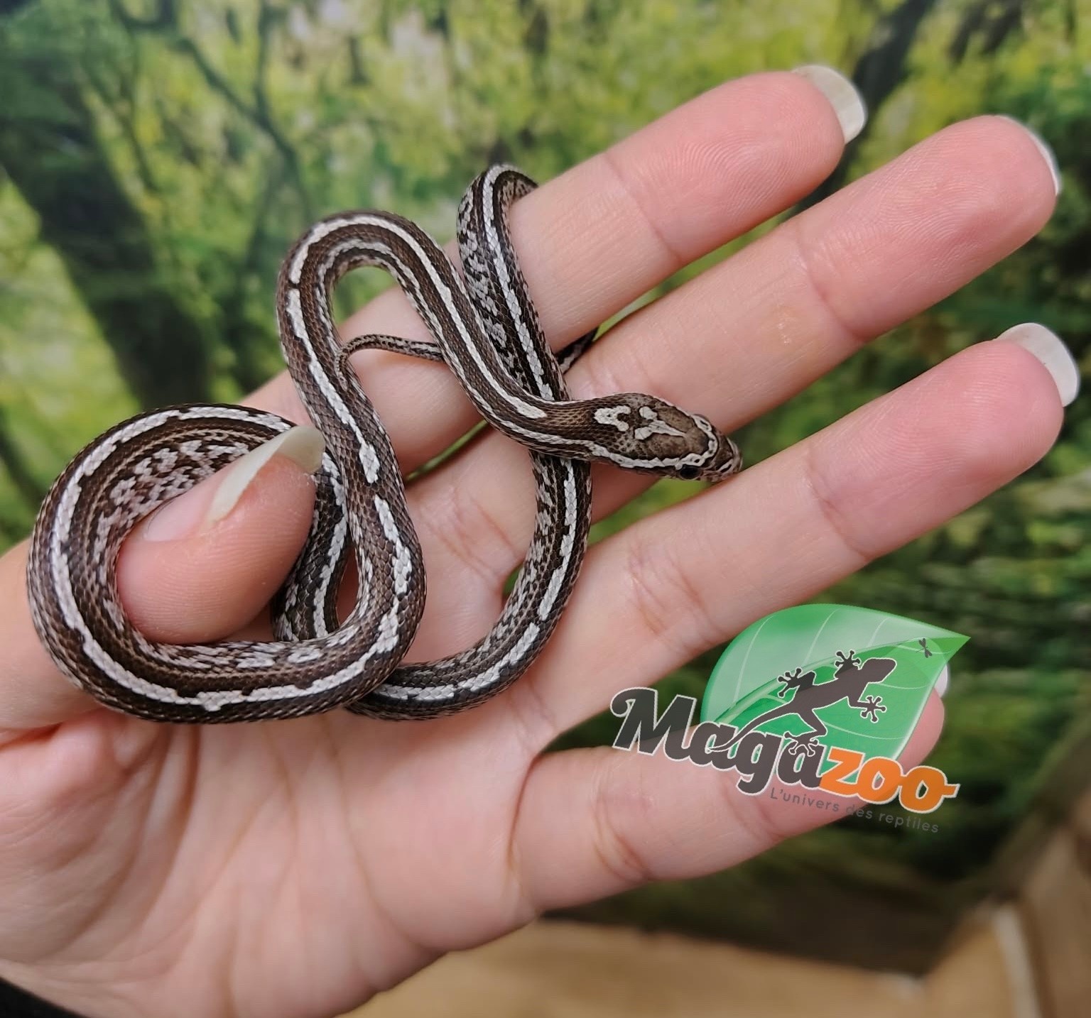 Magazoo Baby Male Tessera Anery (Het. Amel) Corn Snake #3 (08/23/2026)