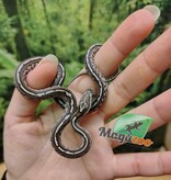 Magazoo Serpent des blés Tessera Anery (Het. Amel) Bébé #3 Mâle (23/08/2026)