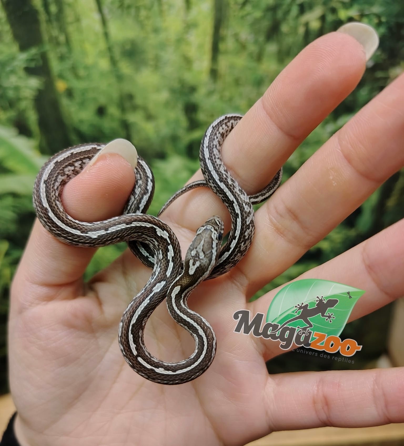 Magazoo Baby Male Tessera Anery (Het. Amel) Corn Snake #3 (08/23/2026)