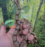 Magazoo Baby Hypo Colombian boa #2