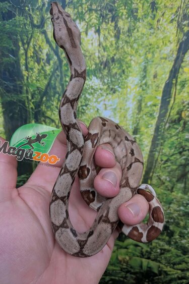 Magazoo Baby Hypo Colombian boa #2