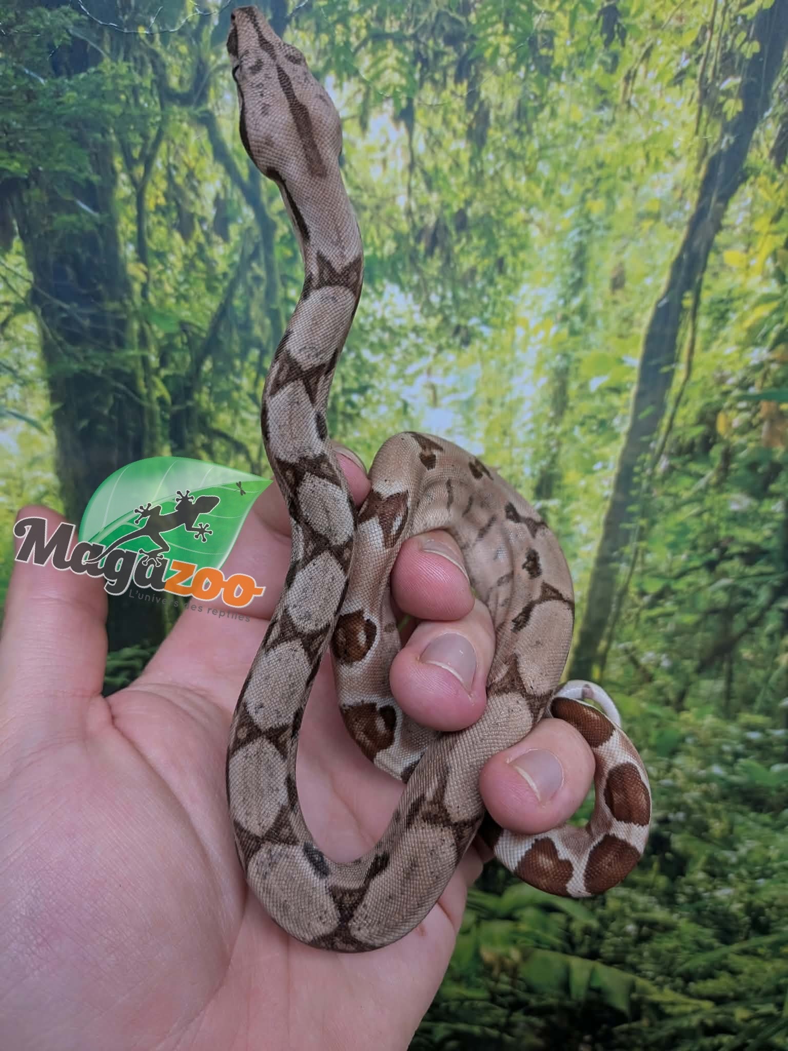 Magazoo Baby Hypo Colombian boa #2