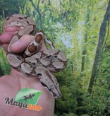 Magazoo Baby Hypo Colombian boa #2