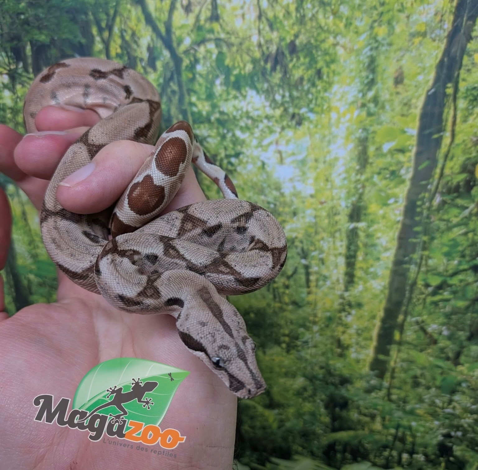 Magazoo Baby Hypo Colombian boa #2