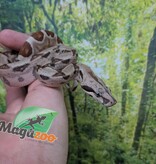 Magazoo Baby Hypo Colombian boa #2