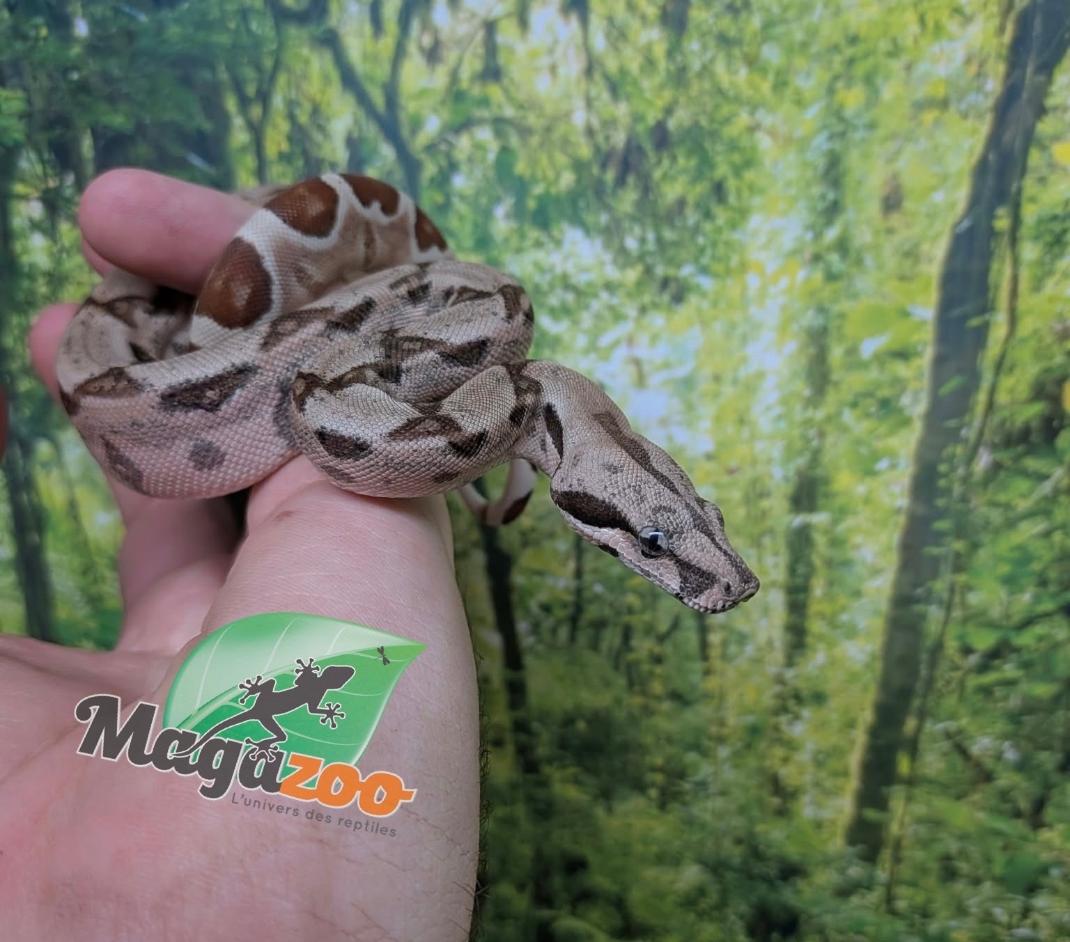 Magazoo Boa imperator Hypo Bébé #2