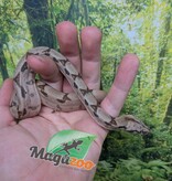Magazoo Baby Hypo Colombian boa #2