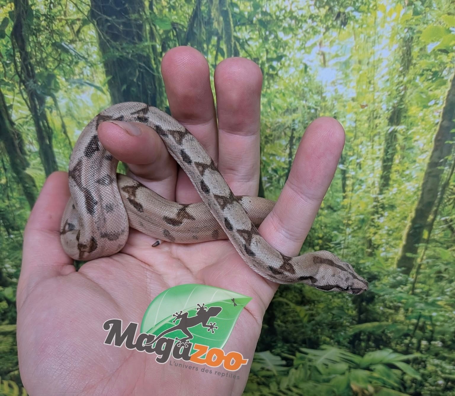 Magazoo Baby Hypo Colombian boa #2