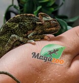 Magazoo Caméléon casqué du Yemen Bébé Mâle #2