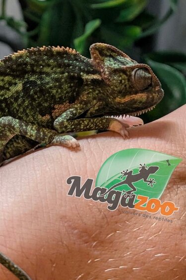 Magazoo Male Juvenile Veiled chameleon #2