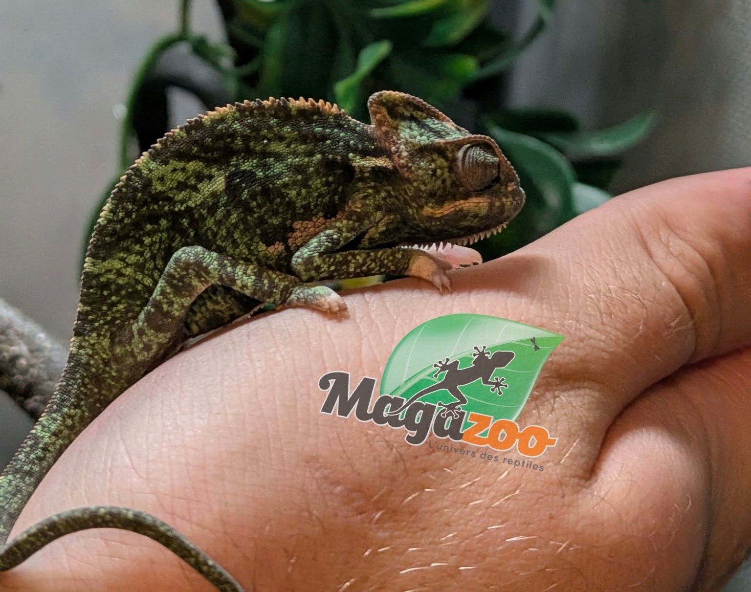 Magazoo Caméléon casqué du Yemen Bébé Mâle #2