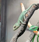 Magazoo Male Juvenile Veiled chameleon #1