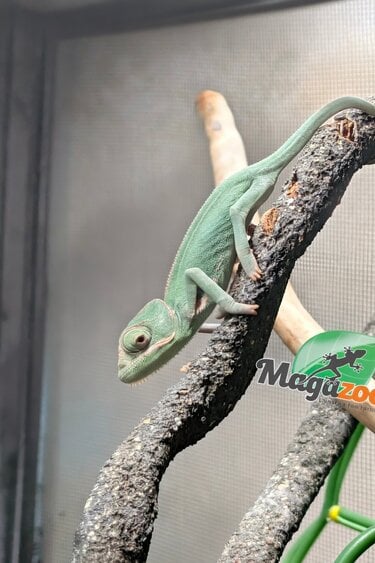 Magazoo Caméléon casqué du Yemen Bébé Mâle #1