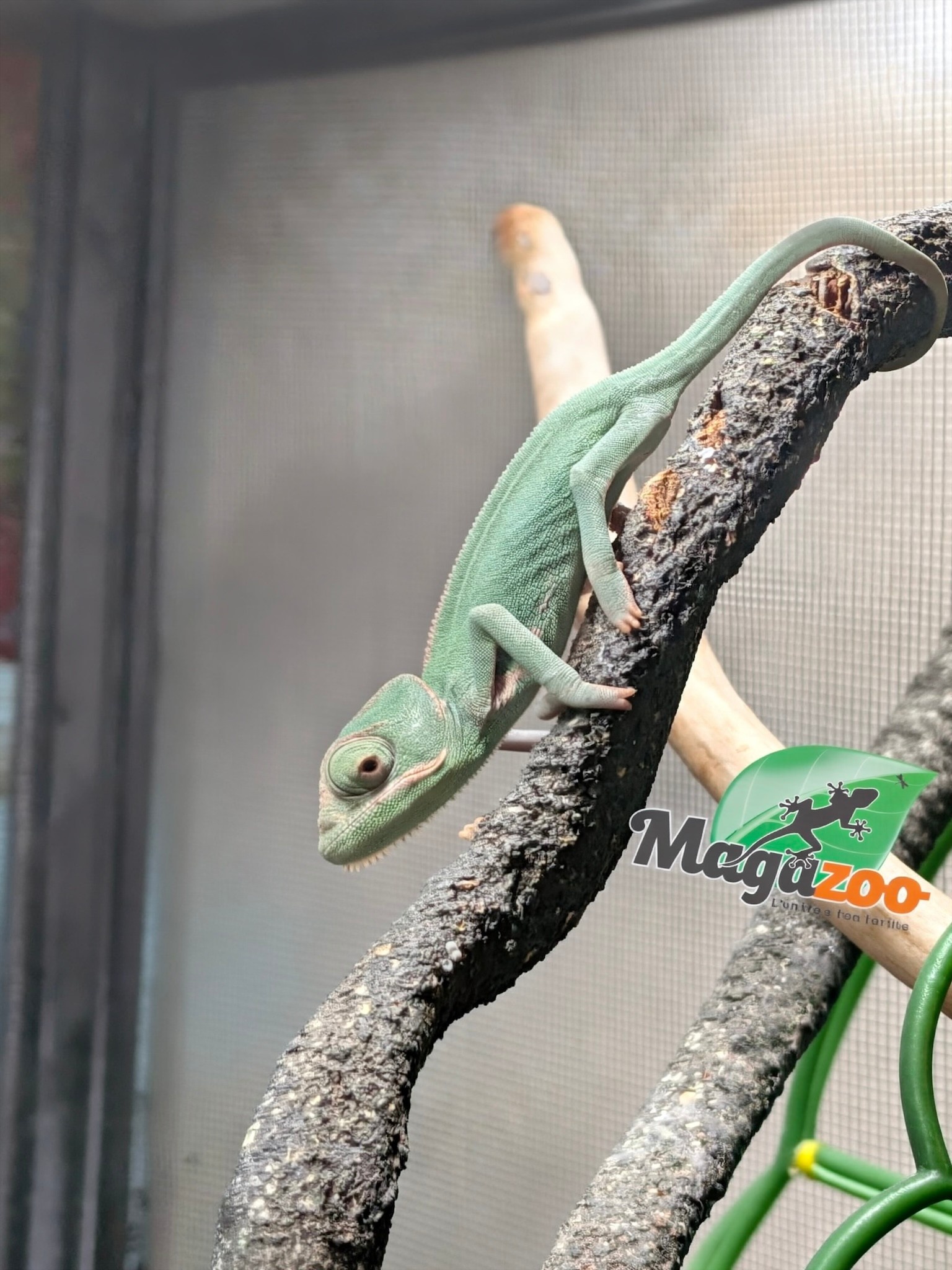 Magazoo Male Juvenile Veiled chameleon #1
