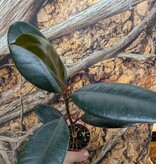 Magazoo Plante Ficus elastica 'Burgundy'