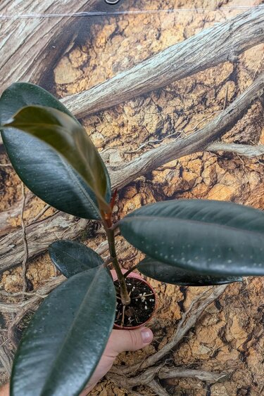 Magazoo Plante Ficus elastica 'Burgundy'