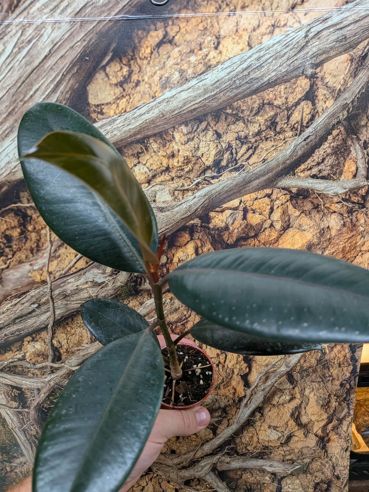Magazoo Plante Ficus elastica 'Burgundy'